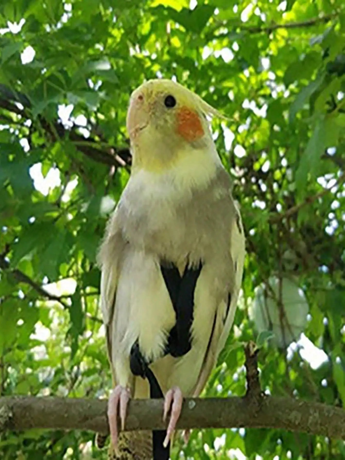 Adjustable Birds Harness and Leash Parrot Harness Leash Training Supplies Pet Anti-bite Outdoor Flying Rope for Conures Budgerig