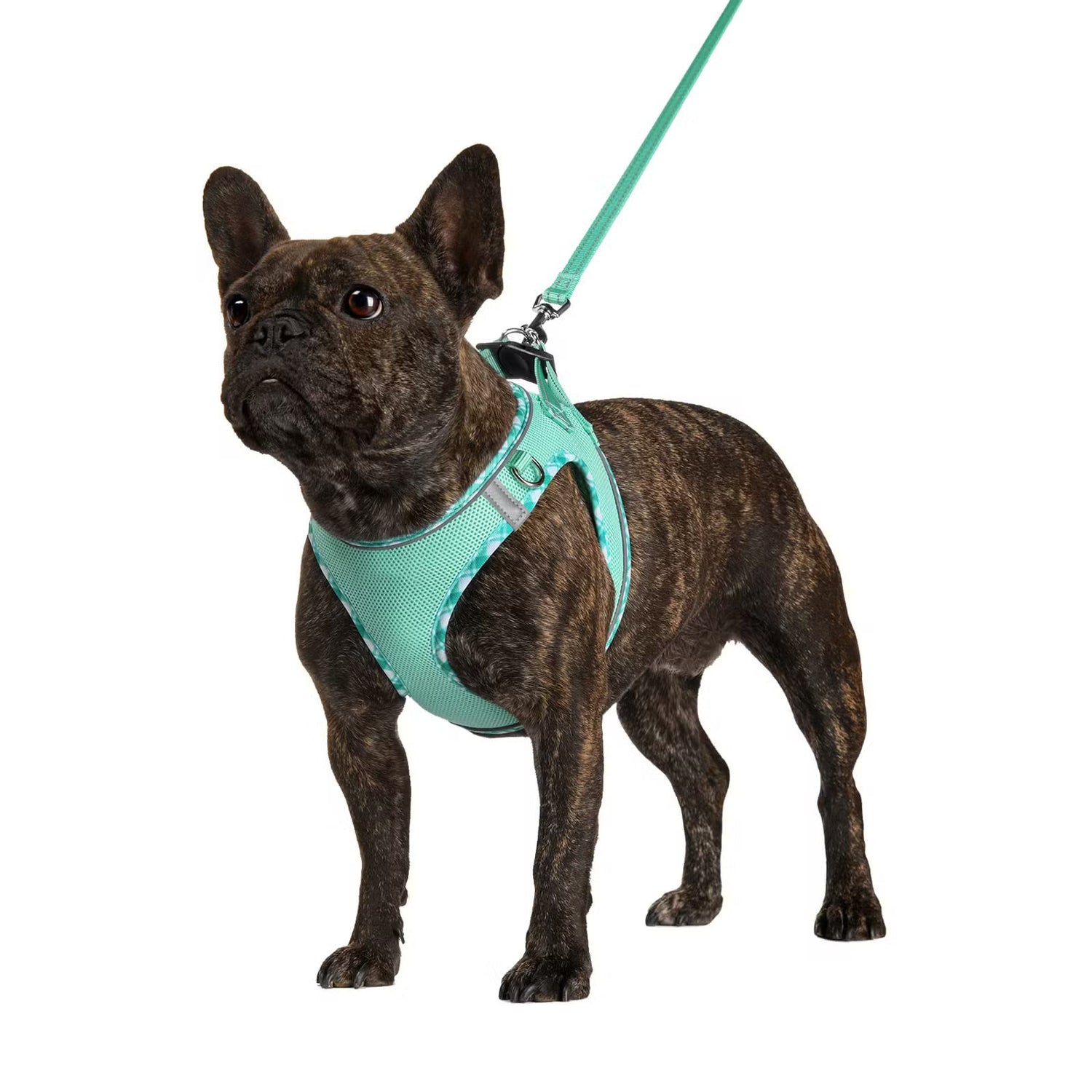 Pet Harness