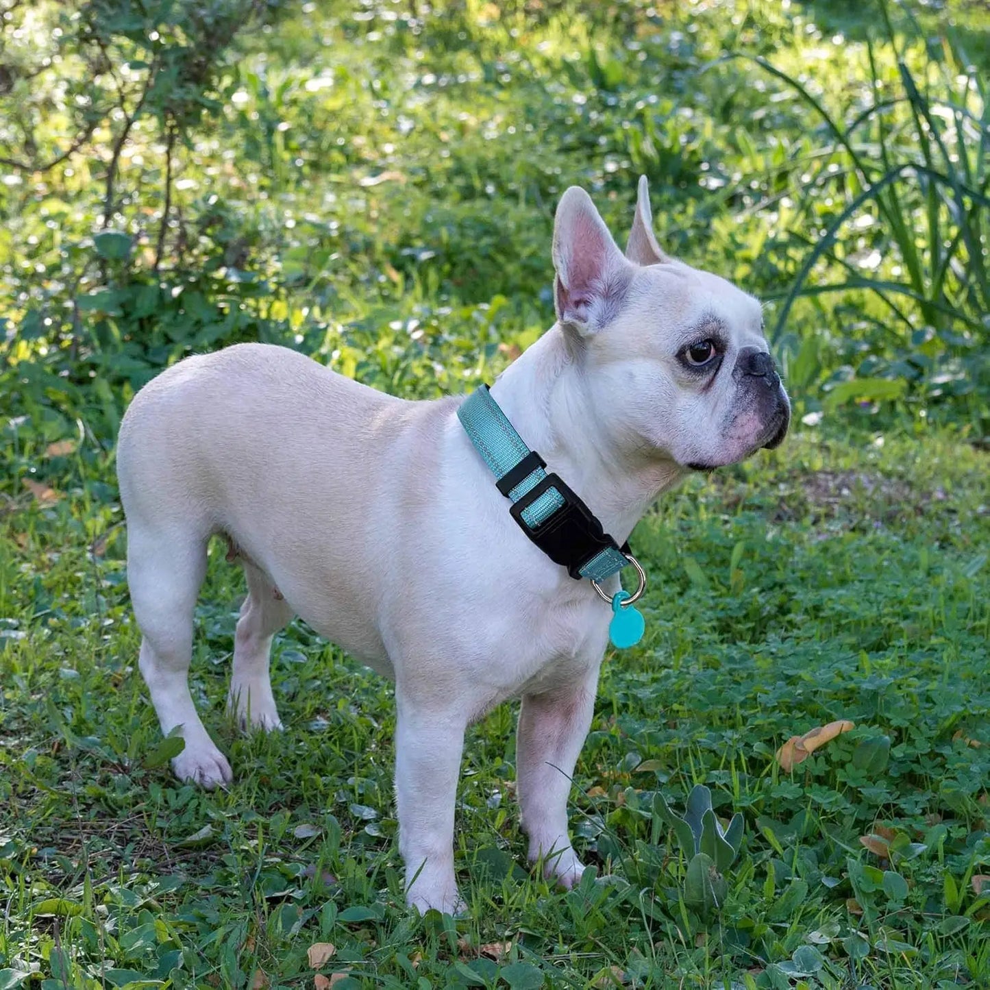 Reflective Dog Collar Padded with Soft Neoprene, Breathable Adjustable Nylon, Includes Free Leash, for Small Medium Large Dogs (Blue, Medium)